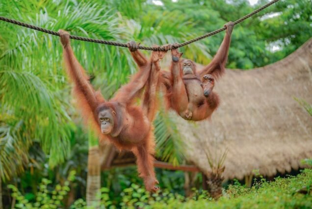 Bali Zoo 5