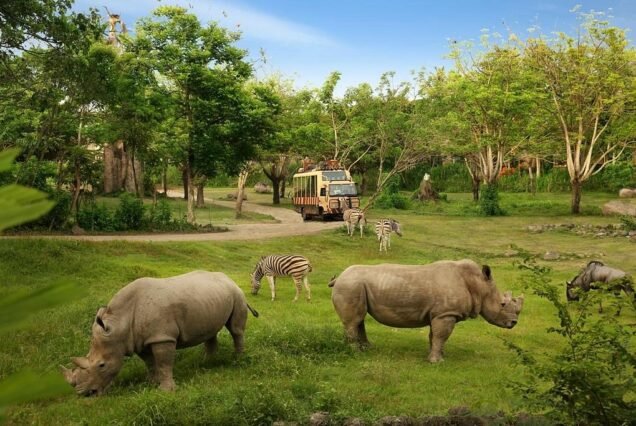 Bali safari and marine park 2