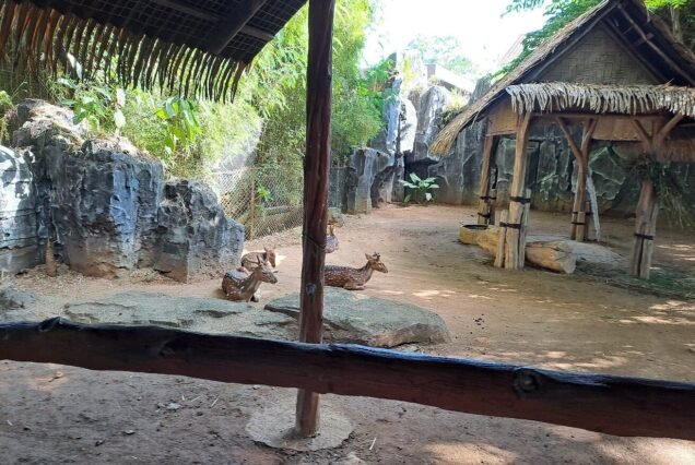 Bali safari and marine park 4
