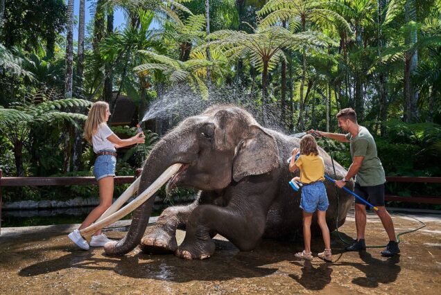 Mason Elephant Park 1