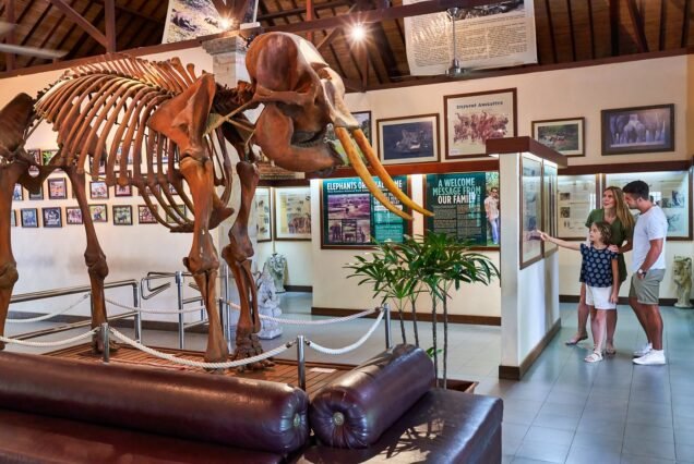 Mason Elephant Park 3