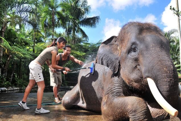 Mason Elephant Park 5