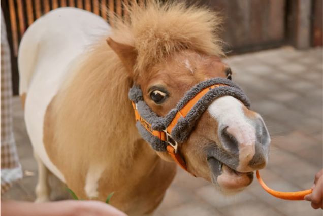 Pony Feed